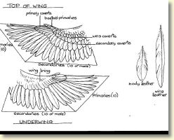 Copy of birds wing.jpg